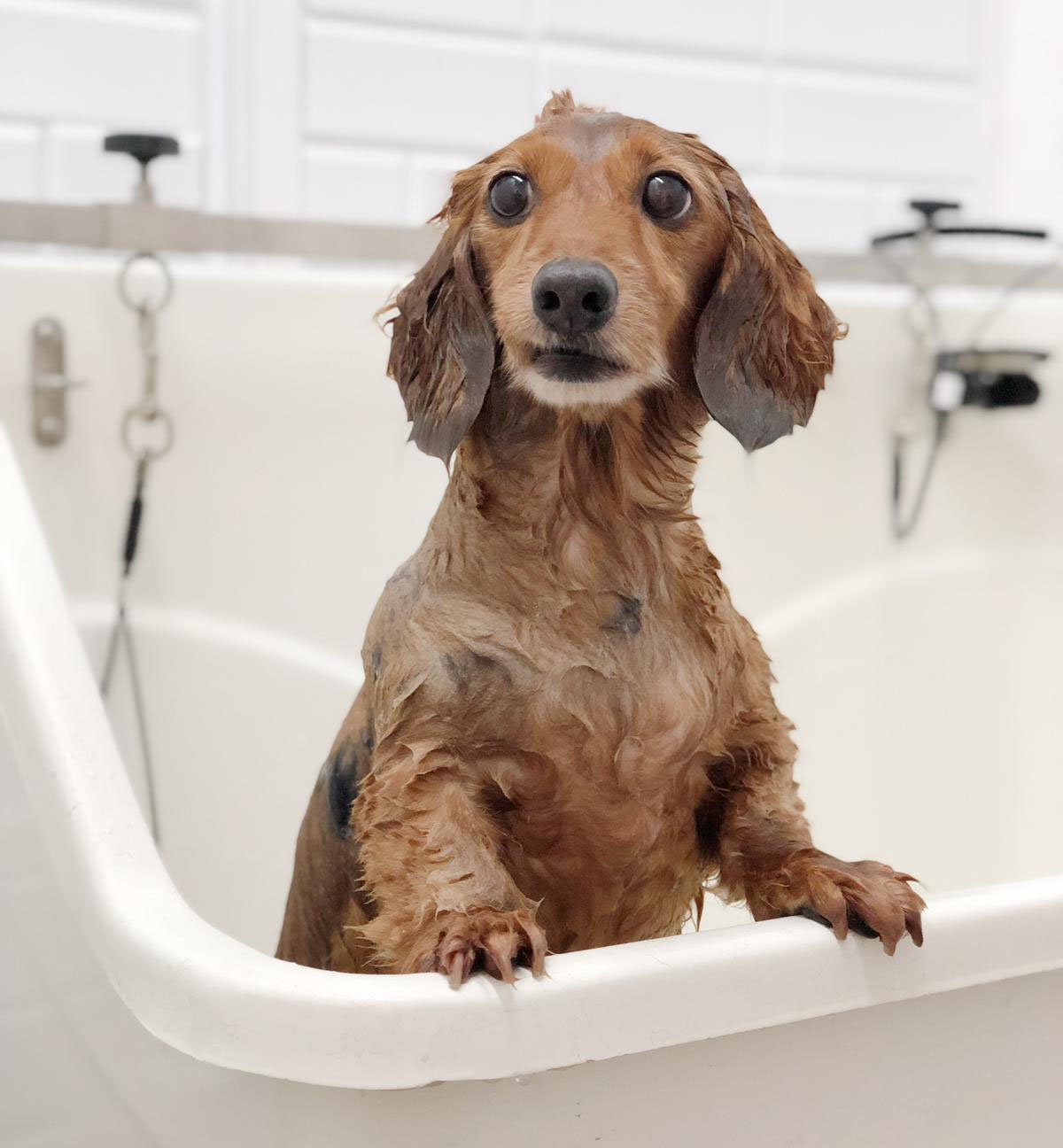 A clean, carefully groomed dog