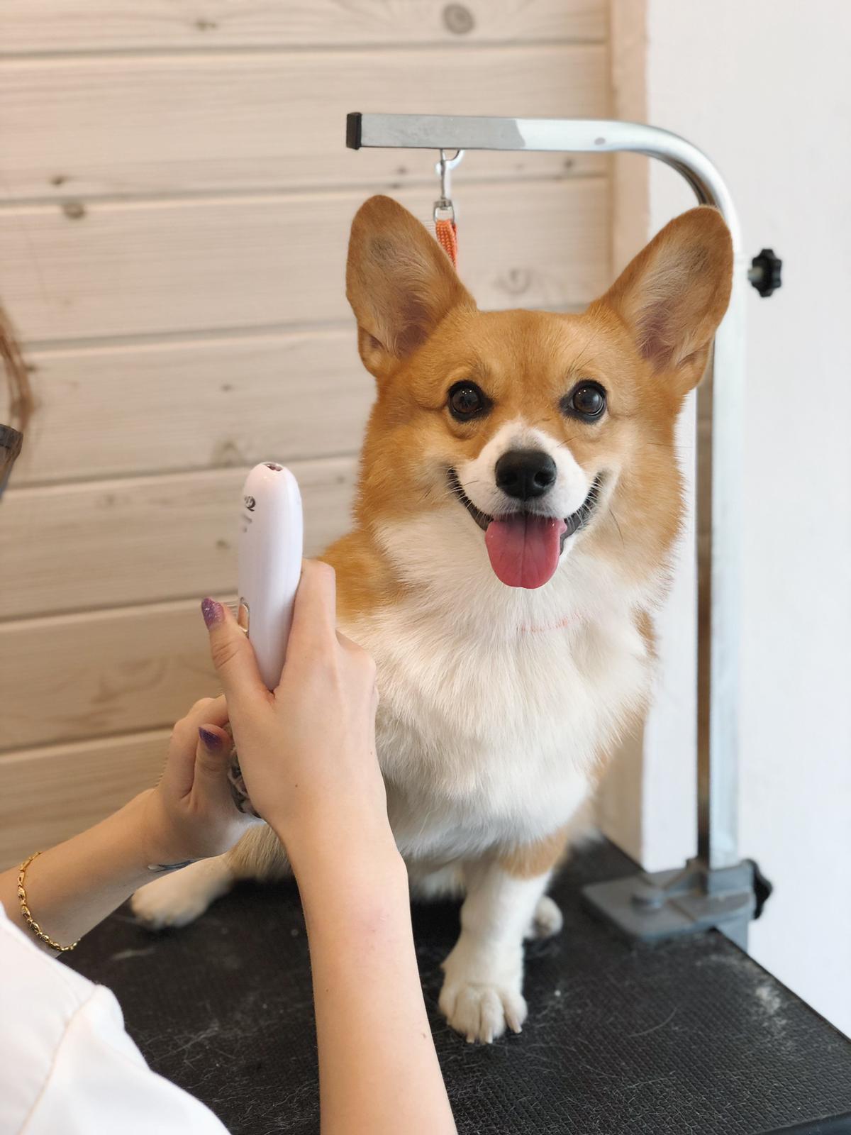 A freshly groomed dog