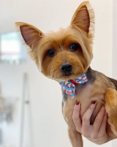 Small dog