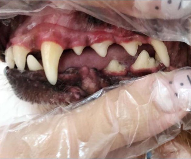 Dog teeth after cleaning