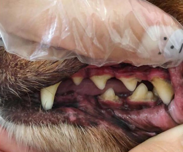 Dog teeth before cleaning